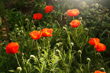 Beautiful red poppy flowers outdoors on sunny day