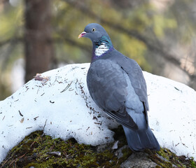 Common wood pigeon (Columba palumbus) sitting on a snowy rock in the forest.