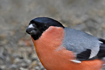 Eurasian bullfinch (Pyrrhula pyrrhula) male closeup sitting on the ground.