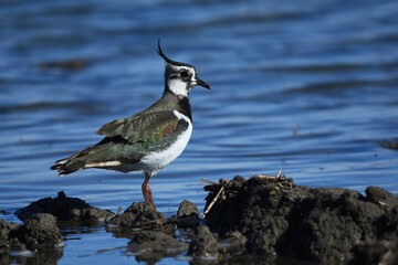 Northern lapwing (Vanellus vanellus) in standing in flooded field.