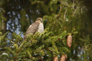Young Eurasian sparrowhawk (Accipiter nisus) sitting on a spruce in the forest.