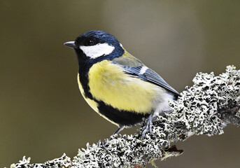 Great tit (Parus major) sitting on a branch in the forest. - obrazy, fototapety, plakaty