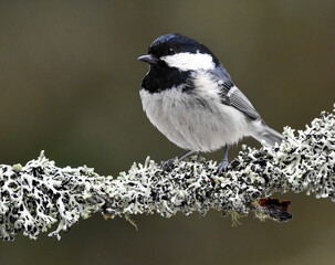 Obraz na płótnie Canvas Coal tit (Periparus ater) sitting on a branch in the forest.