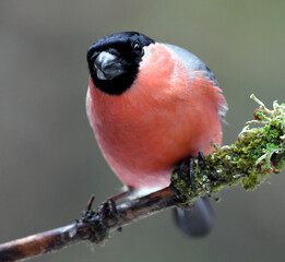 Eurasian bullfinch (Pyrrhula pyrrhula) male sitting on a mossy branch.