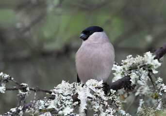Eurasian bullfinch (Pyrrhula pyrrhula) female sitting on a spruce.