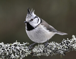 Fototapeta premium European crested tit (Lophophanes cristatus) in the forest.