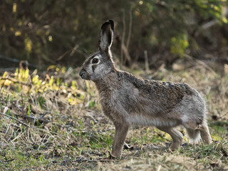 Fototapeta premium European hare (Lepus europaeus) in the forest.