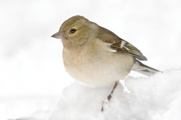 Common chaffinch (Fringilla coelebs) female in the snow in winter.