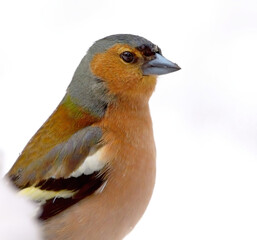 Common chaffinch (Fringilla coelebs) male closeup in the snow in winter.