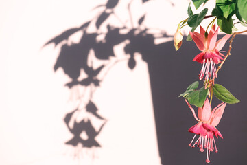 Close-up of the potted blooming Fuchsia plant casting shadow on a wall