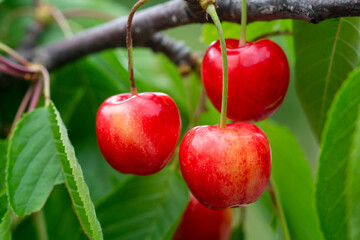 Ripe organic cherries on a branch in the garden.