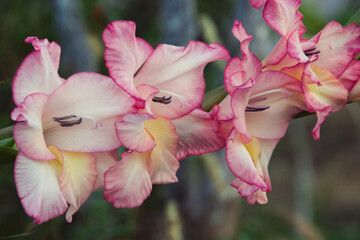 Close up of fresh blossom gladiolus in the garden

