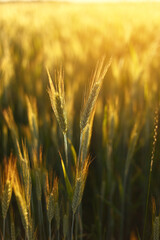 Wheat field. Ears of golden wheat close up. Beautiful Nature Sunset Landscape. Rural Scenery under Shining Sunlight. Background of ripening ears of wheat field.