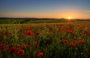 June Poppy sunset over the south downs along Ditchling road east Sussex south east England