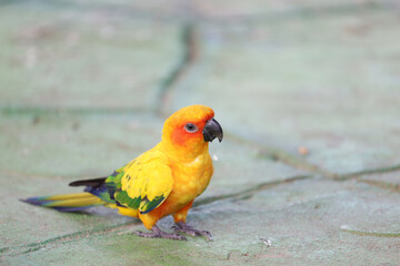 The mini parrot bird on stick tree