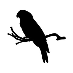 silhouette of parrot