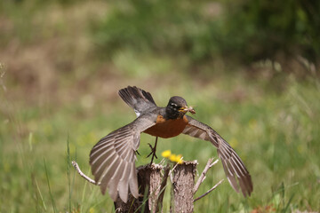 American Robins collecting food for chicks and taking food to nest for two remaining chicks. Two died from predation. Bright summer day