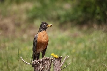 American Robins collecting food for chicks and taking food to nest for two remaining chicks. Two died from predation. Bright summer day