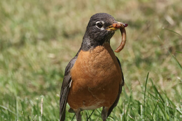 American Robins collecting food for chicks and taking food to nest for two remaining chicks. Two died from predation. Bright summer day