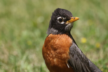 American Robins collecting food for chicks and taking food to nest for two remaining chicks. Two died from predation. Bright summer day
