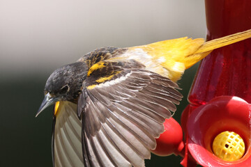 Baltimore Orioles flying perching, eating nectar off Hummingbird feeder and taking off on bright...
