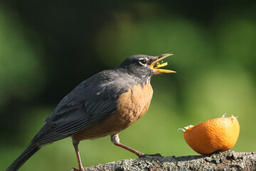 American Robins collecting food for chicks and taking food to nest for two remaining chicks. Two died from predation. Bright summer day