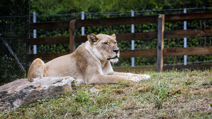 Lioness resting in the grass on a hot day at a zoo in Alabama.