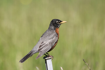 Robins in summer 