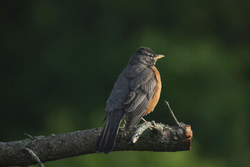 American Robins collecting food for chicks and taking food to nest for two remaining chicks. Two died from predation. Bright summer day