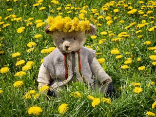 Teddybär in alter Strickweste mit Löwenzahnkranz - 511549079