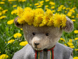 Teddybär Portrait. Kopf mit Löwenzahnkranz. 