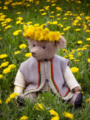 Alter Teddybär mit Löwenzahn Blütenkrone - 511549086