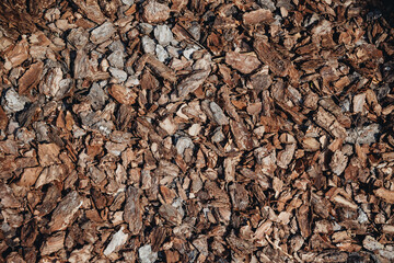 brown bark oak texture