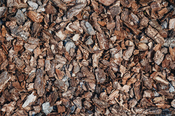 brown bark oak texture