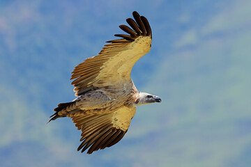 An endangered Cape vulture (Gyps coprotheres) in flight, South Africa.