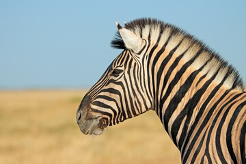 Portrait of a plains zebra (Equus burchelli), Etosha National Park, Namibia.