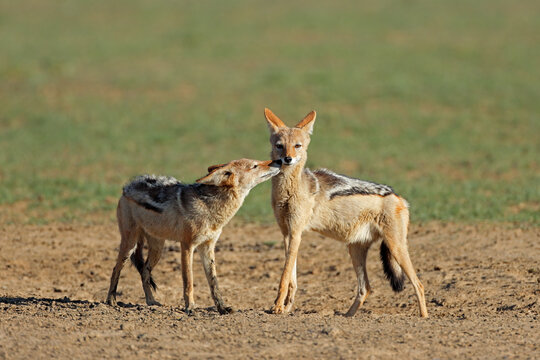 A pair of black-backed jackals (Canis mesomelas), Kalahari desert, South Africa.