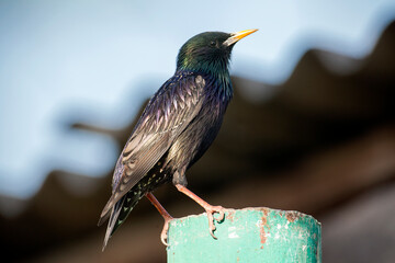 The starling sits on a birdhouse.The common starling or European starling (Sturnus vulgaris), also known simply as the starling in Great Britain and Ireland. 