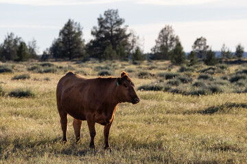 Cow in a green field with mountain landscape in background. Sunset Sky. California, United States of America.