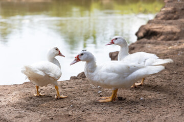 ducks stand looking in farm. White duck