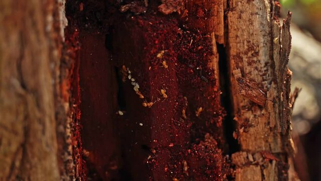 Termite workers picking up baby eggs, extreme close up macro shot of small termites nest in dry dead rotting wood tree trunk.