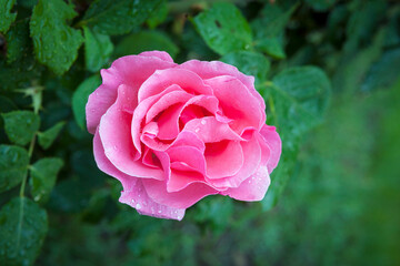 
Pink rose close-up in the garden and dew drops.