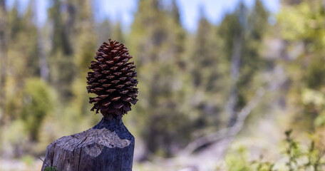 Big Pine Cone in the Forest. Taken in California, USA. Nature Background