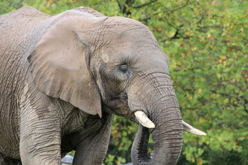 Fototapeta na wymiar african elephant in a zoo in france