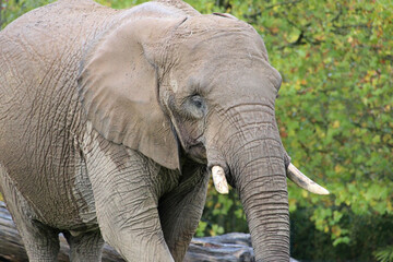 african elephant in a zoo in france