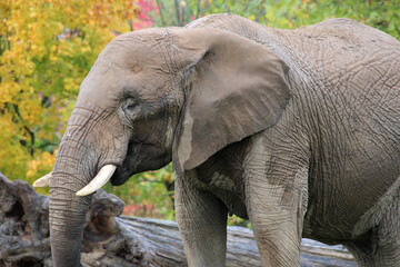 Fototapeta premium african elephant in a zoo in france