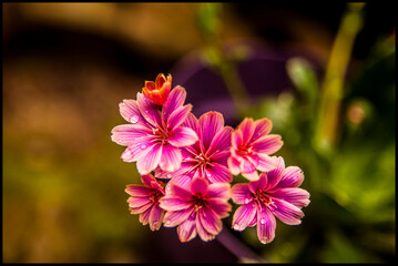 Happy spring flowers