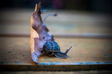 A snail on a leaf