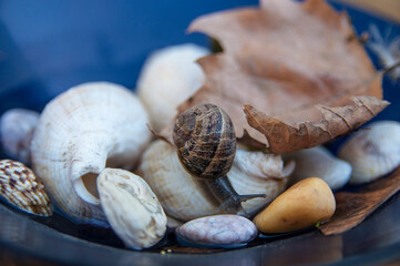 A snail on a leaf