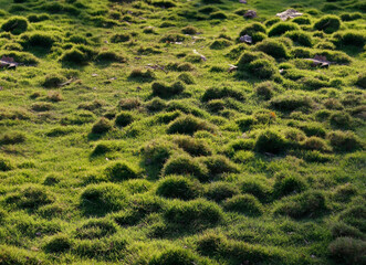 green grass field background or Green grass texture background grass garden concept used for making green background football pitch, Grass Golf, green lawn pattern texture background.